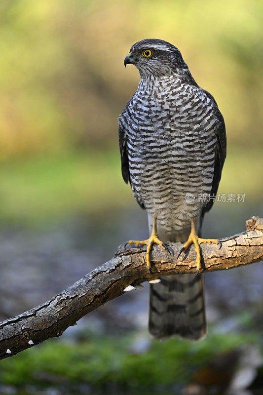 欧亚雀鹰(学名:Accipiter nisus)